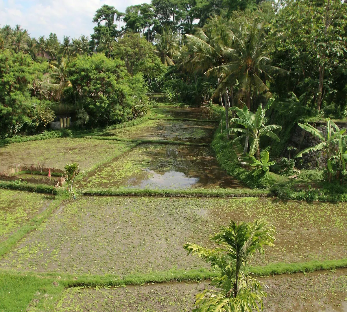 Byasa Ubud 3*,